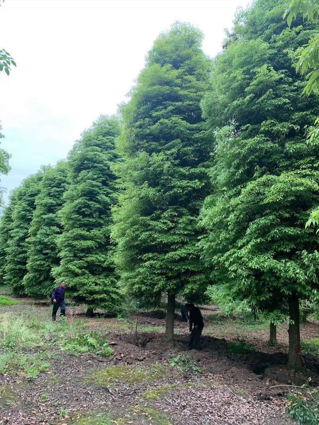 四川成都溫江小葉楨楠低價出售