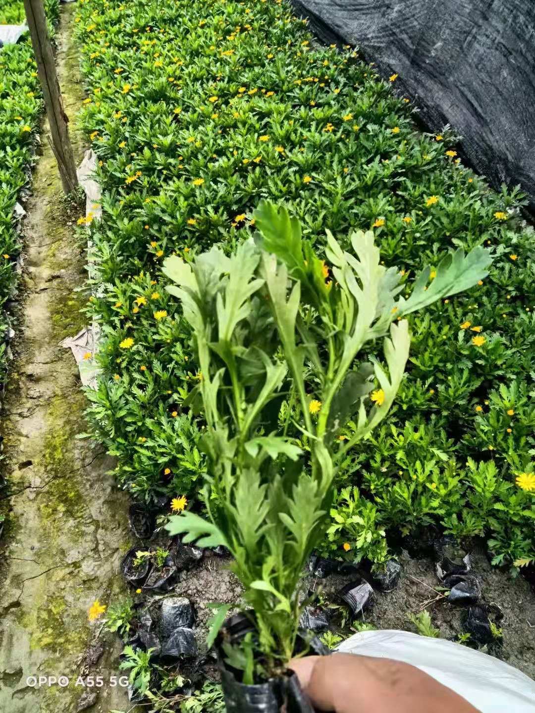 苗木基地直銷木春菊,各種規格都有 - 成都苗木 成都花木 成都苗圃批發