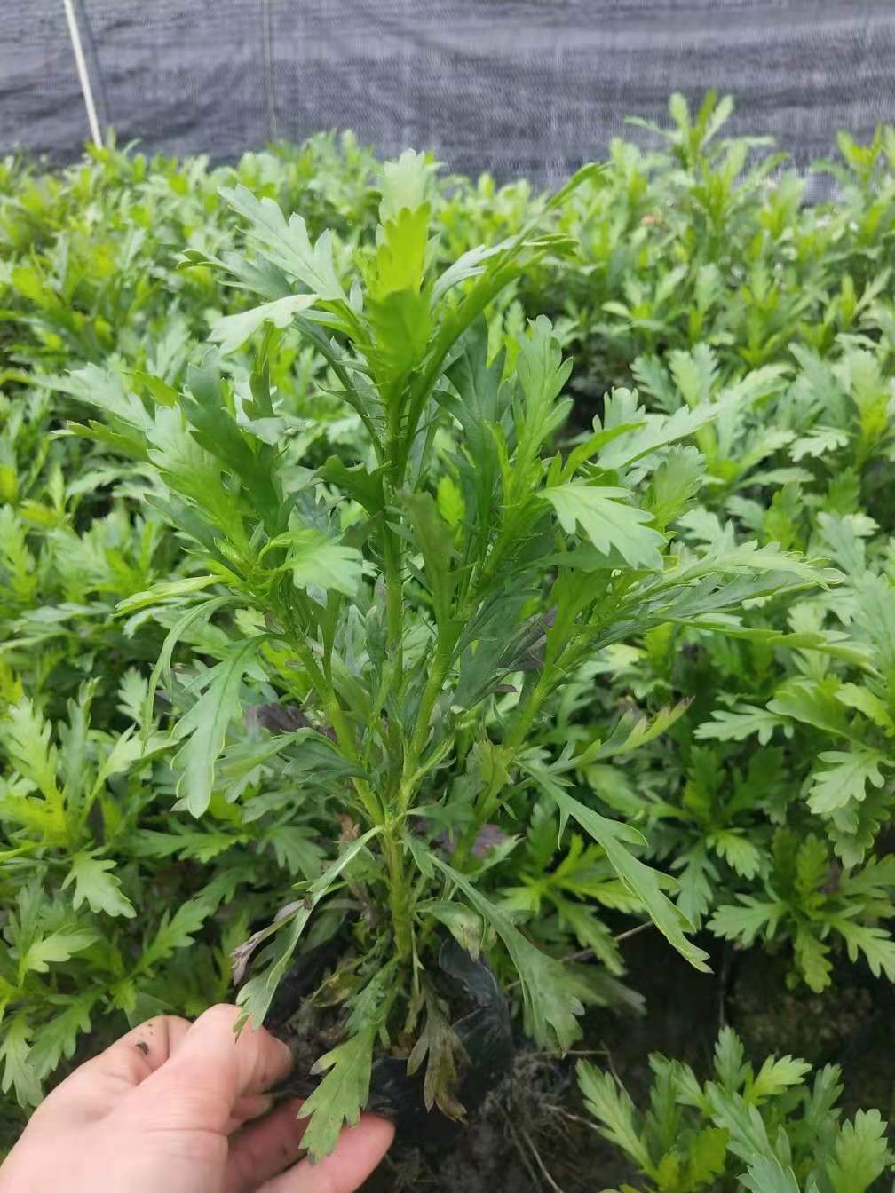 苗木基地直销木春菊,各种规格都有