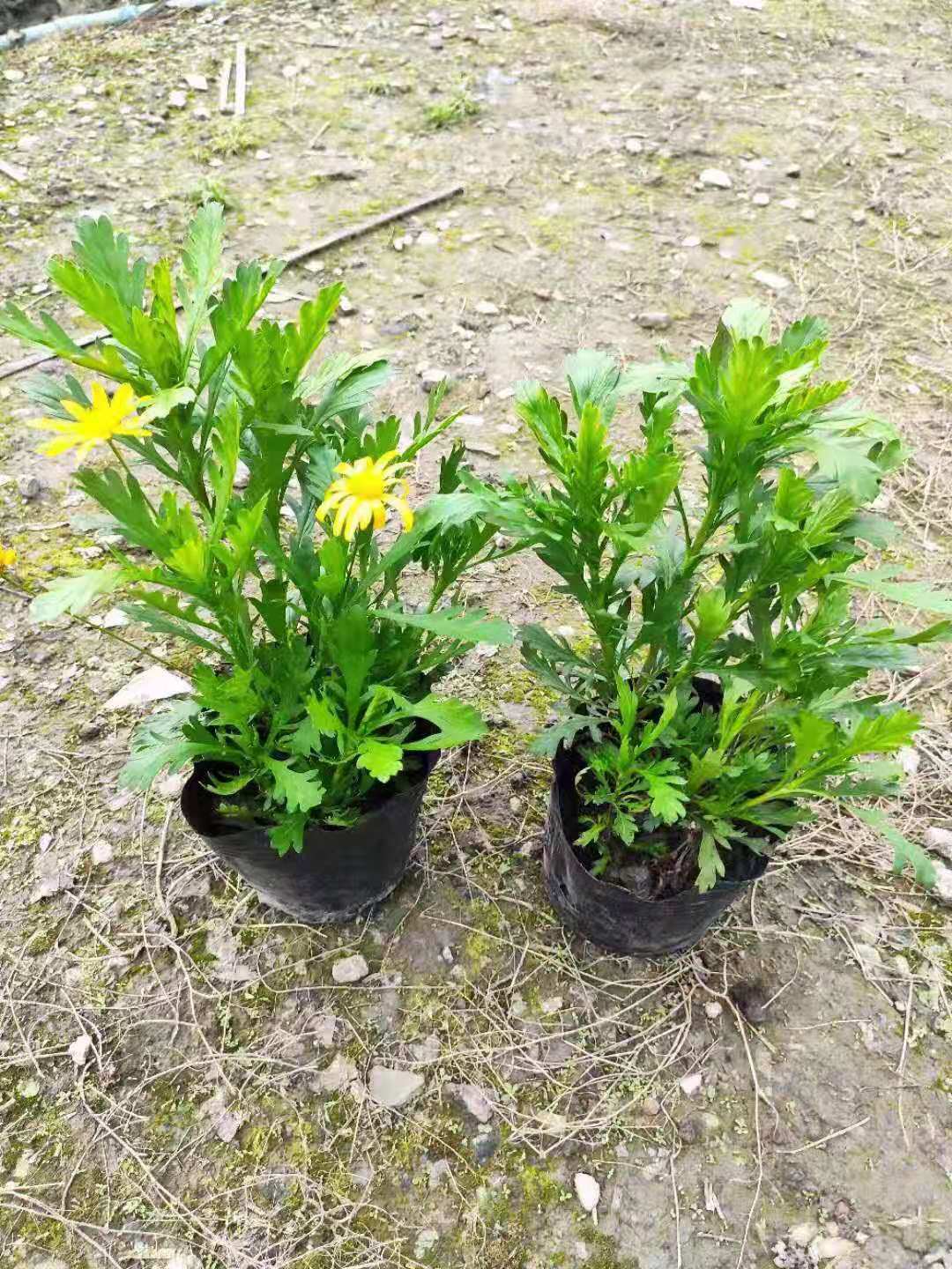 苗木基地直销木春菊,各种规格都有